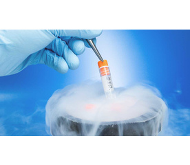 Витрификация