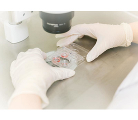 Донорские программы ЭКО