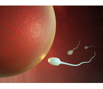 Искусственная инсеминация спермой